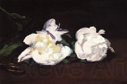 Edouard Manet Branch of White Peonies and Shears France oil painting art